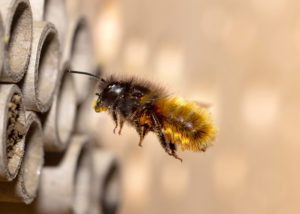 Včelka samotářka v dutince