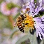 Zachrání nás včely medonosné?
