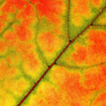 Proč jsou listy na podzim barevné a další zajímavosti ze světa stromů