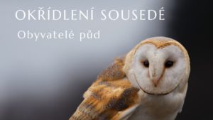 Okřídlení sousedé obyvatelé půd