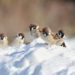 Vrabci na sněhu