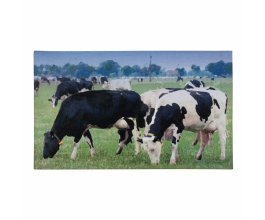 Nízká rohožka podložka – krávy