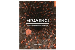 Mravenci - život lesního společenství