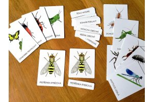 Třísložkové karty Hmyz a jiní beozobratlí